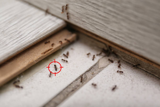 Best Termite Control Services  in Black Rock, NM