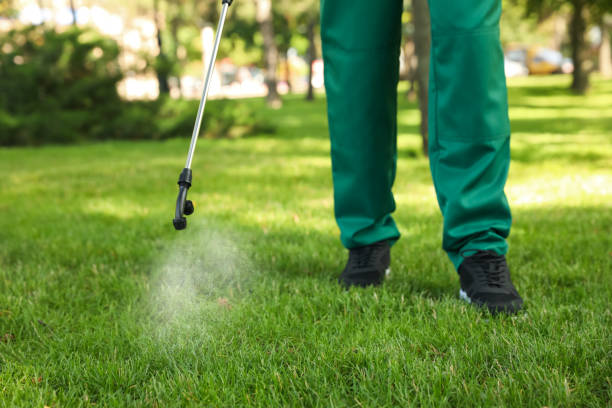 Best Wasp Removal Services  in Black Rock, NM