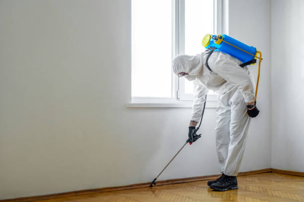 Best Ant Control Services  in Black Rock, NM
