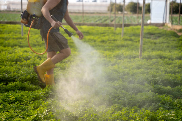 Reliable Black Rock, NM Pest Control Solutions