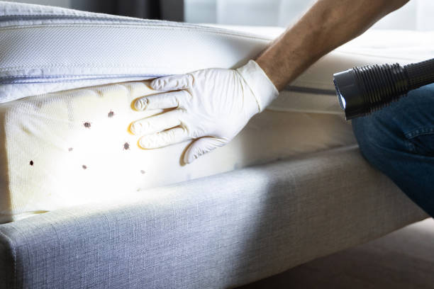 Best Best Pest Control Companies  in Black Rock, NM