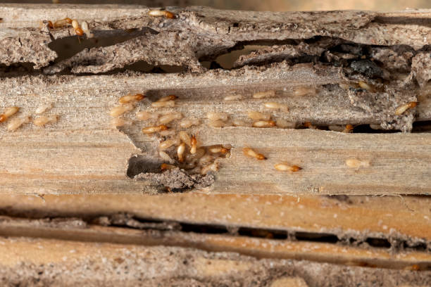 Best Insect Control  in Black Rock, NM