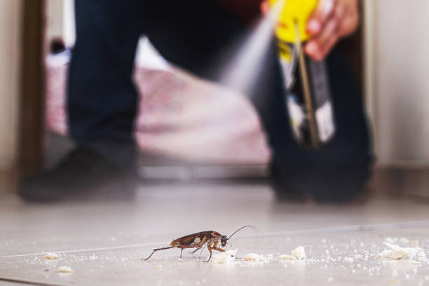 Best Best Pest Control Companies  in Black Rock, NM
