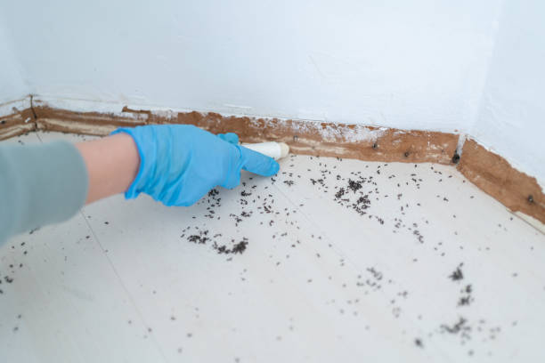 Best Residential Pest Control  in Black Rock, NM